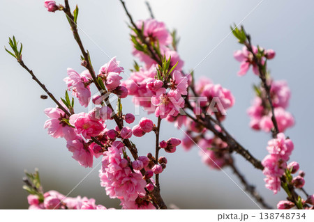 開花した花桃 開花した花桃 138748734