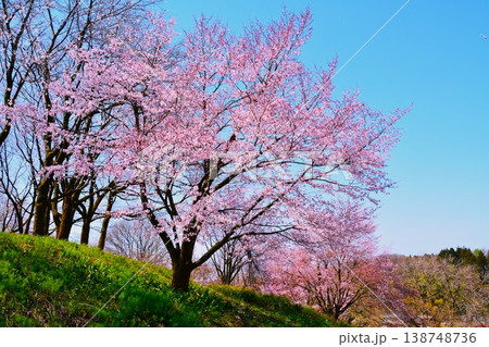早春満開に咲く新潟県見附市市民の森の桜風景 早春満開に咲く新潟県見附市市民の森の桜風景 138748736
