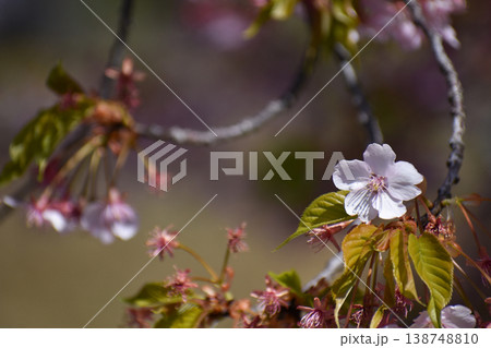 カワヅザクラ（河津桜） 138748810