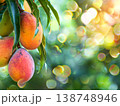 Ripe mango fruits hanging on tree branch with green foliage 138748946