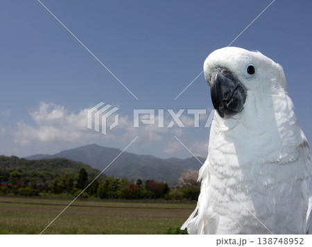 オウム　タイハクオウム　cockatoo　鳥 Nikon P950 138748952