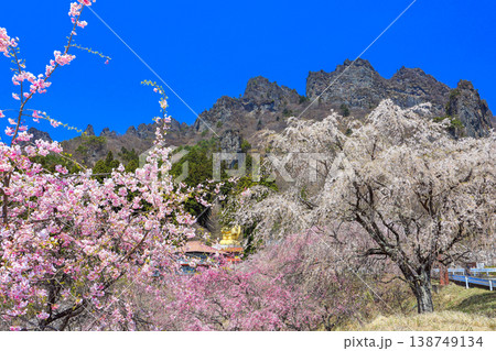 青空と満開の桜を見上げる 青空と満開の桜を見上げる 138749134