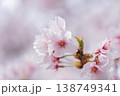 満開の桜の花をクローズアップ撮影 138749341