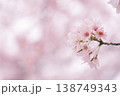 桜咲く 138749343