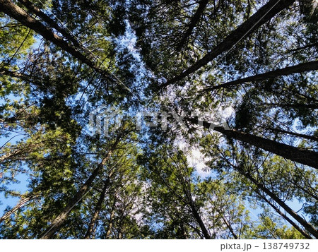 Looking Up at Cedar Trees 138749732