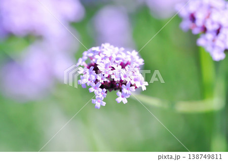 Verbena bonariensis , Verbena or Vervain or Verbenaceae or Verbena officinalis or purple flower Verbena bonariensis , Verbena or Vervain or Verbenaceae or Verbena officinalis or purple flower 138749811