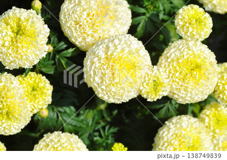 white vanilla African Marigold or African Marigold or Compositae or Tagetes erecta L or Vanilla Marigold or White African Marigold or White Marigold white vanilla African Marigold or African Marigold or Compositae or Tagetes erecta L or Vanilla Marigold or White African Marigold or White Marigold 138749839