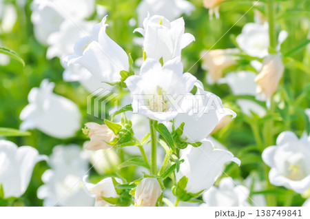 Bellflower, Campana White or Campana White Campanula or Campanula medium Champion or Campanulaceae or Canterbury Bells or white flower Bellflower, Campana White or Campana White Campanula or Campanula medium Champion or Campanulaceae or Canterbury Bells or white flower 138749841
