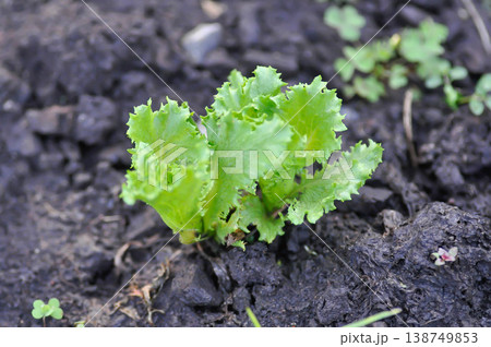 Asteraceae, Compositae, Frillice Iceberg, Frillice Iceberg lettuce, Lactuca sativa L, lettuce Asteraceae, Compositae, Frillice Iceberg, Frillice Iceberg lettuce, Lactuca sativa L, lettuce 138749853