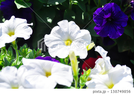 petunia or Petunia hybrida , hybrida Vilm or SOLANACEAE or white petunia petunia or Petunia hybrida , hybrida Vilm or SOLANACEAE or white petunia 138749856