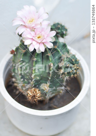 Gymnocalycium ,Gymnocalycium mihanovichii or gymnocalycium mihanovichii variegated with flower or cactus flower or pink flower 138749864