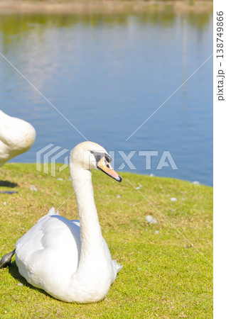 Swan or Cygnus ,Mute Swan or Cygnus olor or white swan Swan or Cygnus ,Mute Swan or Cygnus olor or white swan 138749866