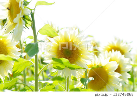 White Sunflower, sunflower or Asteraceae or H annuus or Helianthus annuus L or Helianthus annuus ProCut White Nite or white flower and sky 138749869