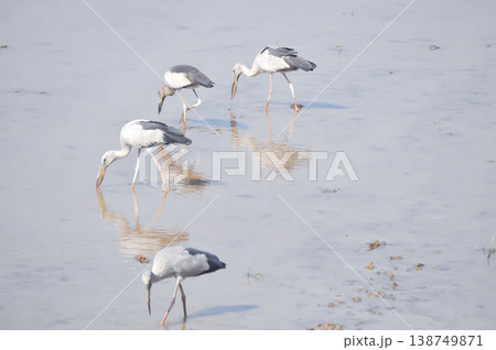 Anastomus oscitans, Asian openbill or Asian Openbill stork or Ciconia boyciana or Oriental stork or bird Anastomus oscitans, Asian openbill or Asian Openbill stork or Ciconia boyciana or Oriental stork or bird 138749871