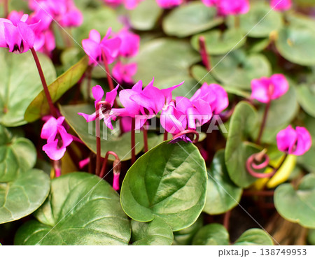 Vibrant pink Cyclamen flowers with lush green leaves in a garden setting. 138749953