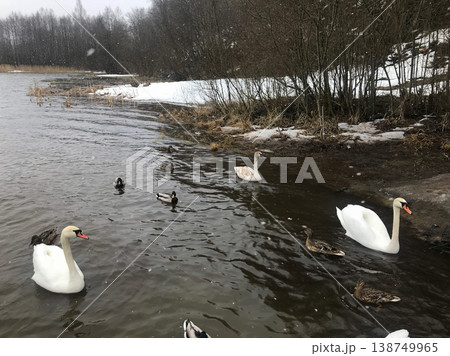 Swans and ducks swim in winter pond 138749965