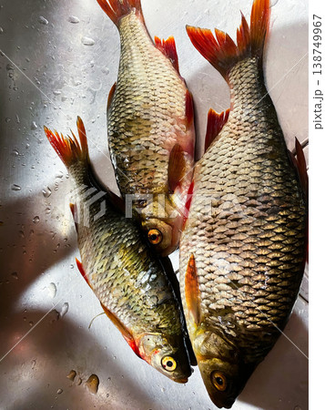Fresh river fish with vibrant red fins lying in a stainless steel sink Fresh river fish with vibrant red fins lying in a stainless steel sink 138749967