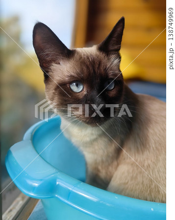 Cute Siamese cat nestled in blue basin 138749969