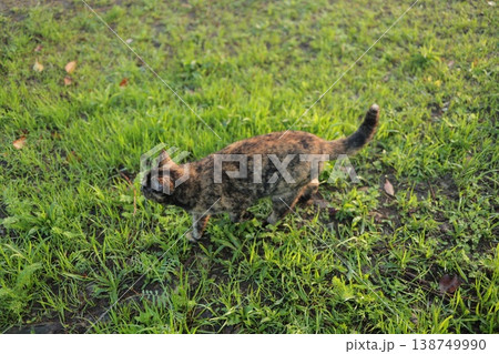 広場で遊ぶさび猫 広場で遊ぶさび猫 138749990