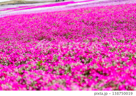 羊山公園の芝桜 羊山公園の芝桜 138750019