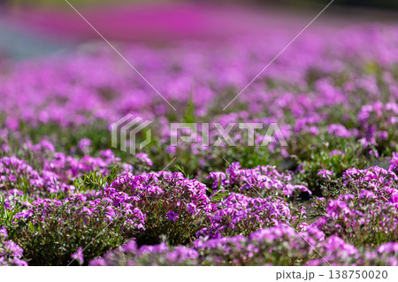羊山公園の芝桜 羊山公園の芝桜 138750020