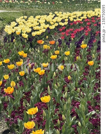 カラフルなお花畑 138750095