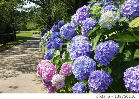 色とりどりの紫陽花 138750110