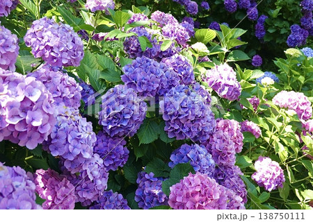 鮮やかなカラーの紫陽花 鮮やかなカラーの紫陽花 138750111