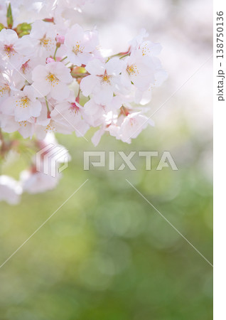 緑の背景に咲くピンクの桜の花 緑の背景に咲くピンクの桜の花 138750136