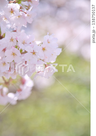 緑の背景に咲くピンク色の桜の花 緑の背景に咲くピンク色の桜の花 138750137
