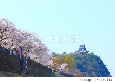 愛知県犬山市、犬山城と桜の風景 愛知県犬山市、犬山城と桜の風景 138750143