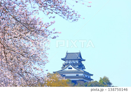 愛知県犬山市、犬山城と桜の風景 愛知県犬山市、犬山城と桜の風景 138750146