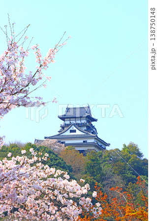 愛知県犬山市、犬山城と桜の風景 愛知県犬山市、犬山城と桜の風景 138750148