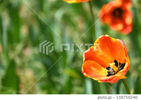 チューリップの花 チューリップの花 138750240