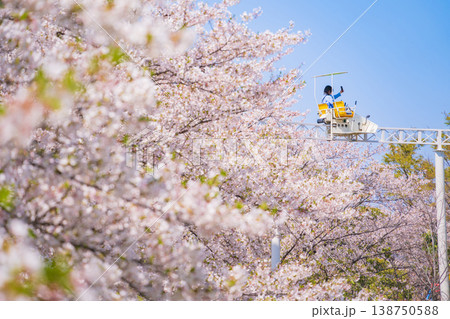 春のmeitoこどもランド・とだがわ、満開の桜とサイクルモノレール〈愛知県名古屋市〉 春のmeitoこどもランド・とだがわ、満開の桜とサイクルモノレール〈愛知県名古屋市〉 138750588