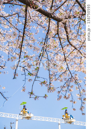 春のmeitoこどもランド・とだがわ、満開の桜とサイクルモノレール〈愛知県名古屋市〉 春のmeitoこどもランド・とだがわ、満開の桜とサイクルモノレール〈愛知県名古屋市〉 138750593