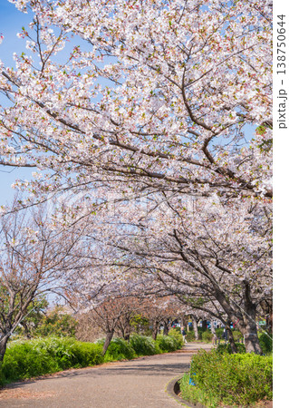 春の農業文化園・戸田川緑地、満開の桜〈愛知県名古屋市〉 138750644