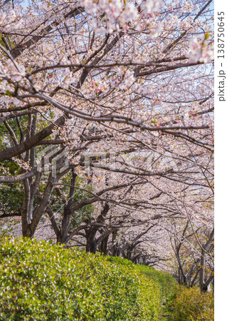 春の農業文化園・戸田川緑地、満開の桜〈愛知県名古屋市〉 138750645