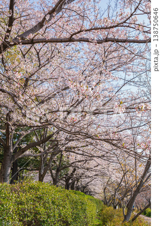 春の農業文化園・戸田川緑地、満開の桜〈愛知県名古屋市〉 138750646