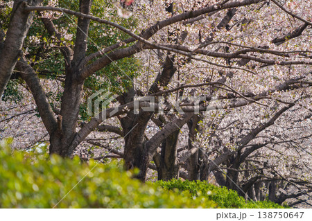 春の農業文化園・戸田川緑地、満開の桜〈愛知県名古屋市〉 138750647