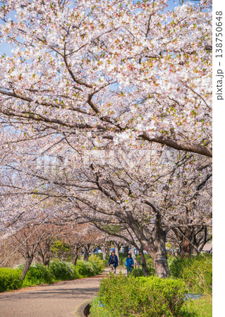 春の農業文化園・戸田川緑地、満開の桜〈愛知県名古屋市〉 138750648