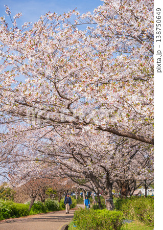 春の農業文化園・戸田川緑地、満開の桜〈愛知県名古屋市〉 138750649