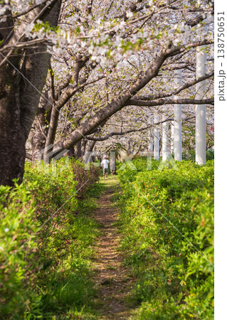 春の農業文化園・戸田川緑地、満開の桜〈愛知県名古屋市〉 138750651