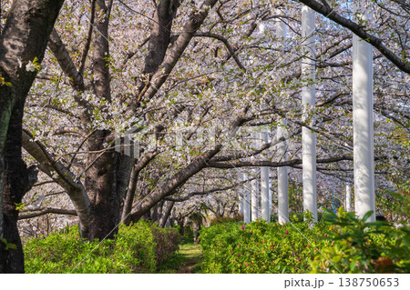 春の農業文化園・戸田川緑地、満開の桜〈愛知県名古屋市〉 春の農業文化園・戸田川緑地、満開の桜〈愛知県名古屋市〉 138750653