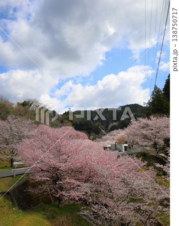 新城 市川の桜 新城 市川の桜 138750717