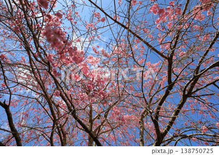 下から見上げた枝垂れ桜 138750725