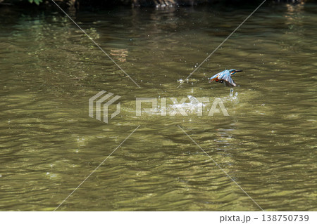 綺麗な毛色で飛翔するカワセミ 138750739