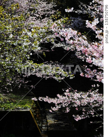 シックな桜風景 138750796