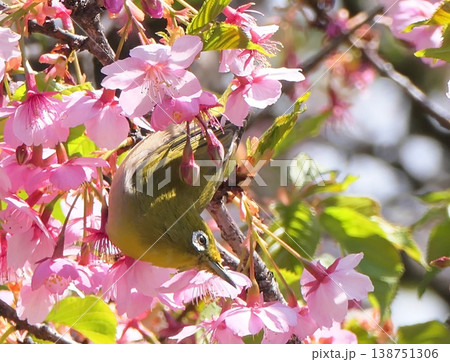 目白と葉が出始めた河津桜 目白と葉が出始めた河津桜 138751306