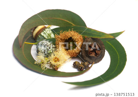 Natural green eucalyptus leaves with seeds on white background Natural green eucalyptus leaves with seeds on white background 138751513